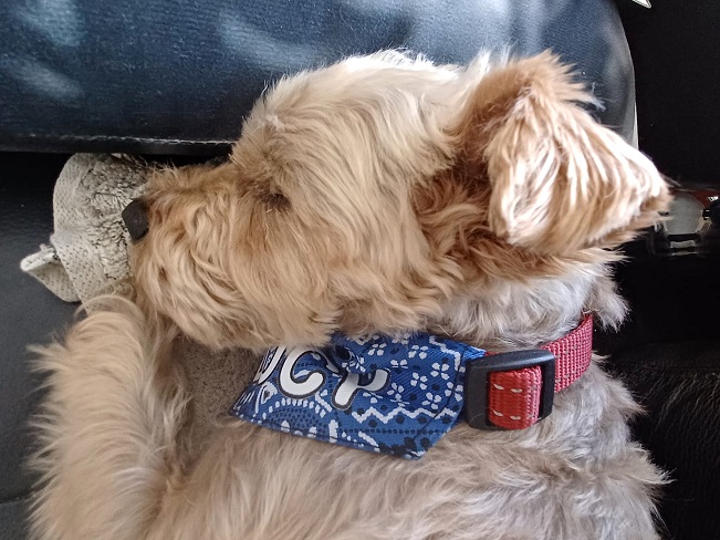 pfotenretterungarn Zara_Lucy ES (3)