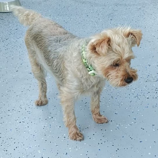 pfotenretterungarn Zara_Lucy ES (4)