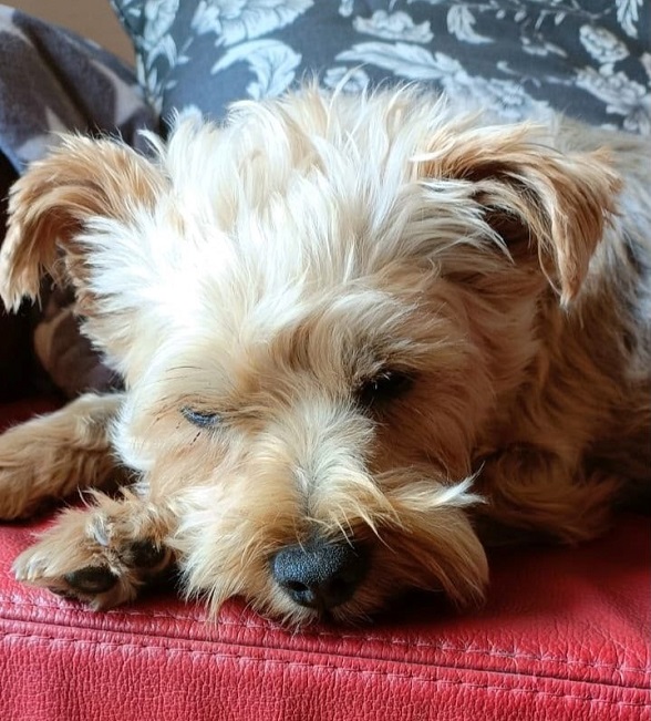 pfotenretterungarn Zara_Lucy ES (7)