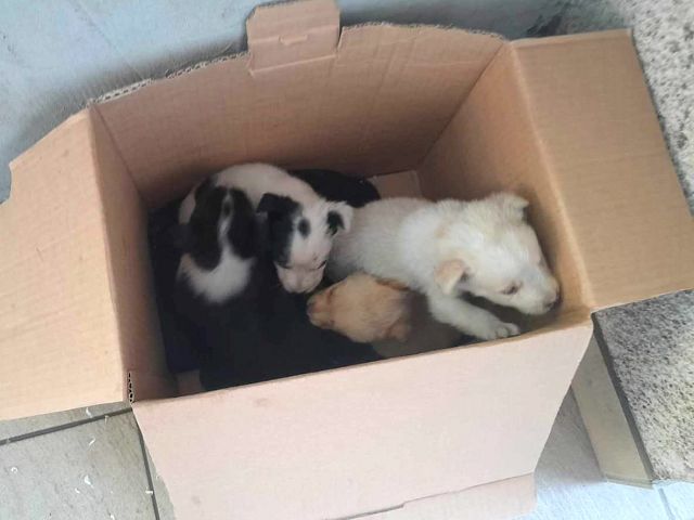 pfotenretterungarn Vanilla, Varello, Vicky & Vito 1