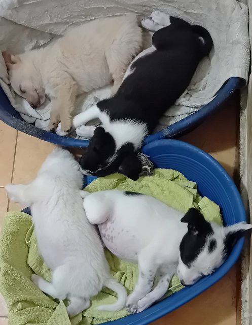 pfotenretterungarn Vanilla, Varello, Vicky & Vito 2