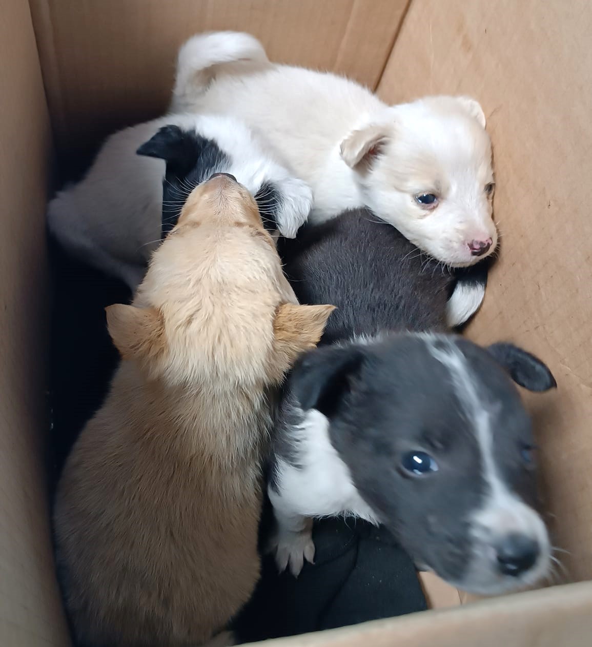 pfotenretterungarn Vanilla, Varello, Vicky & Vito 2