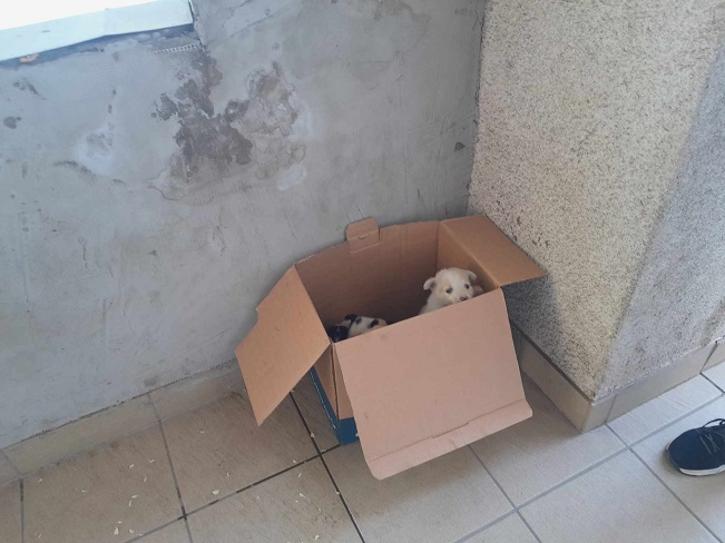 pfotenretterungarn Vanilla, Varello, Vicky & Vito 3