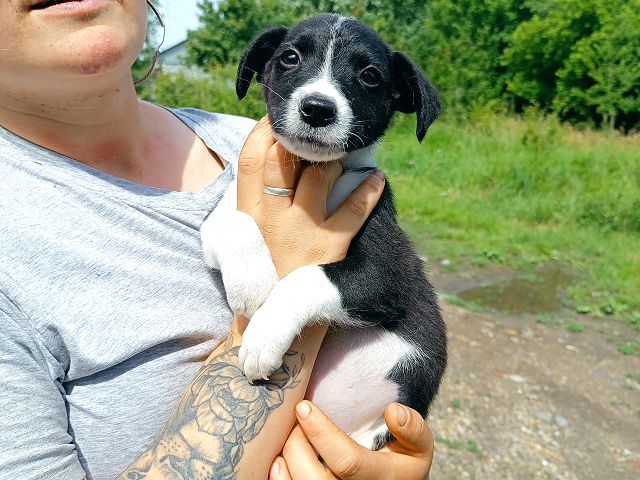 pfotenretterungarn Varello (1)