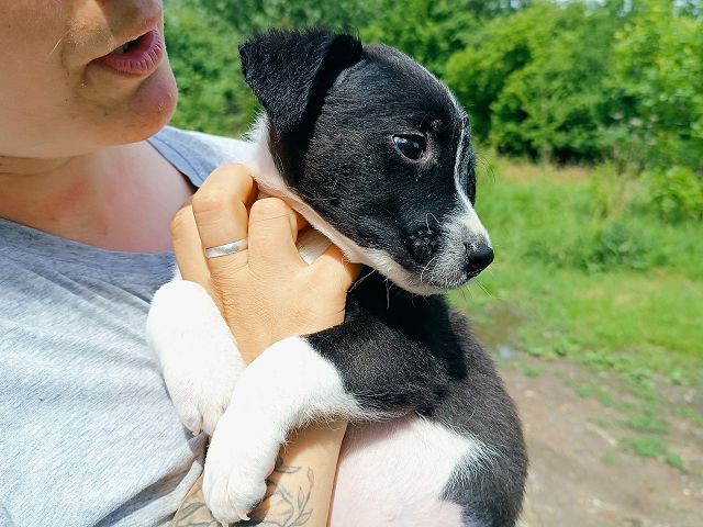 pfotenretterungarn Varello (10)