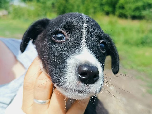 pfotenretterungarn Varello (11)