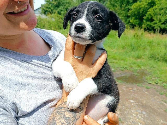 pfotenretterungarn Varello (12)