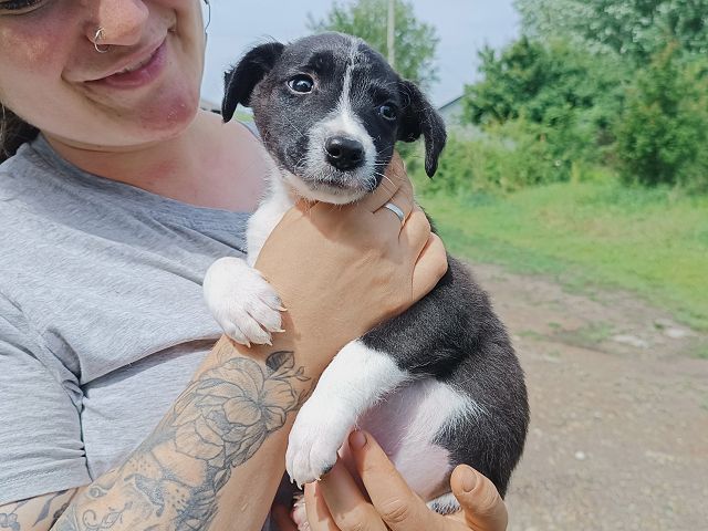 pfotenretterungarn Varello (14)