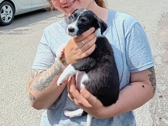 pfotenretterungarn Varello (17)