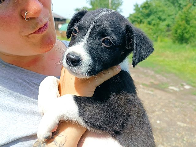 pfotenretterungarn Varello (2)