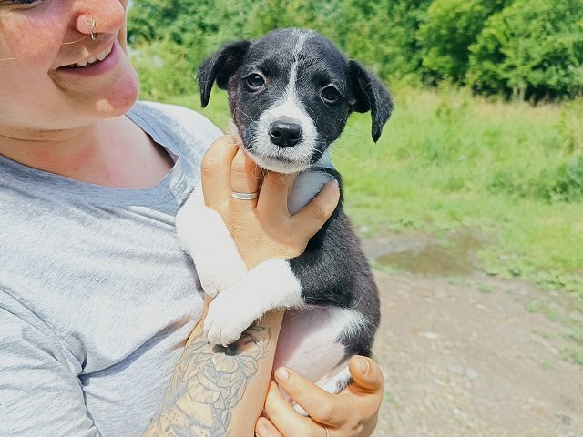 pfotenretterungarn Varello (3)