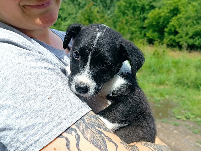 pfotenretterungarn Varello (4)