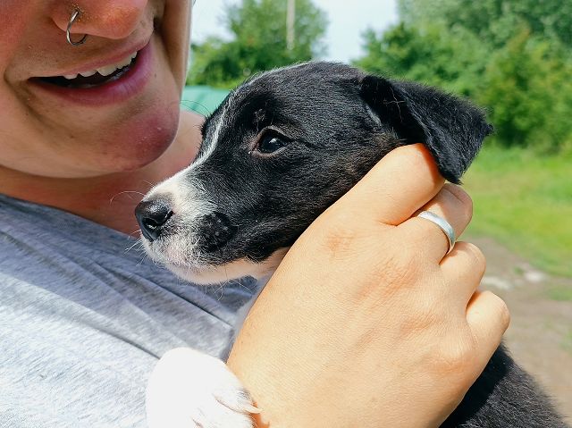 pfotenretterungarn Varello (5)