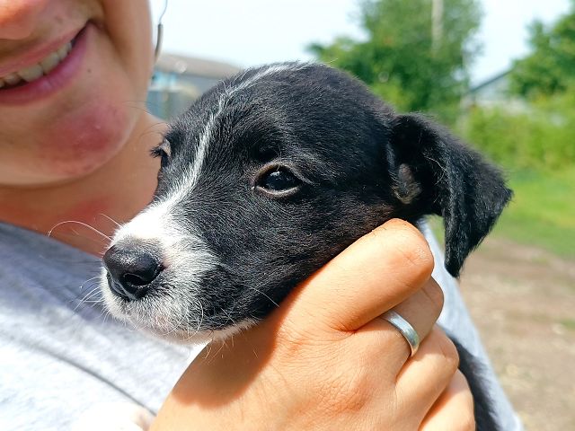 pfotenretterungarn Varello (6)