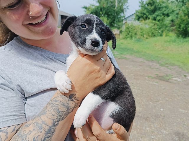 pfotenretterungarn Varello (7)