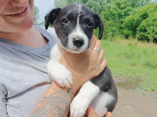 pfotenretterungarn Varello (8)