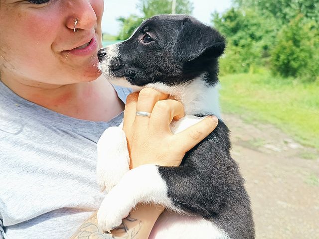 pfotenretterungarn Varello (9)