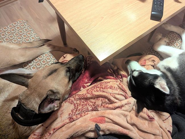 pfotenretterungarn Maze_Jenni ES (3)