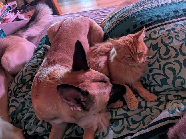 pfotenretterungarn Maze_Jenni ES (4)