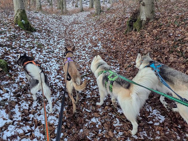 pfotenretterungarn Maze_Jenni ES (5)