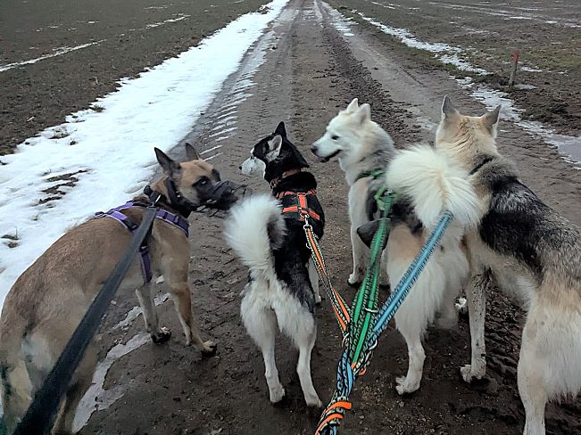 pfotenretterungarn Maze_Jenni ES (6)