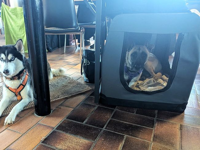 pfotenretterungarn Maze_Jenni ES (7)