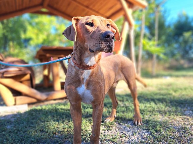 pfotenretterungarn Aron neu (2)