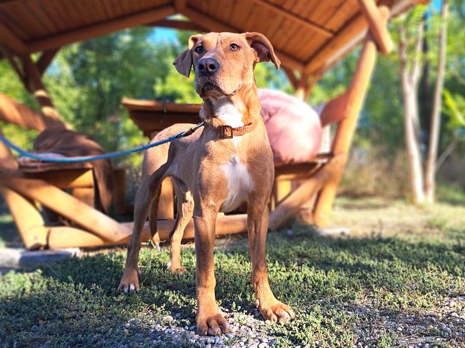 pfotenretterungarn Aron neu (3)