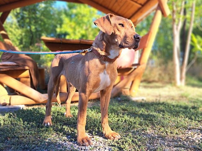 pfotenretterungarn Aron neu (4)