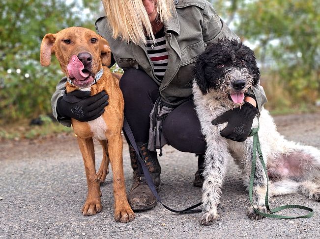 pfotenretterungarn Aron neu (5)