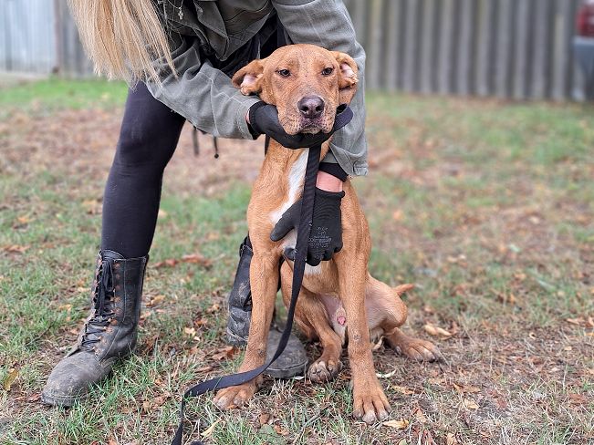 pfotenretterungarn Aron neu (6)