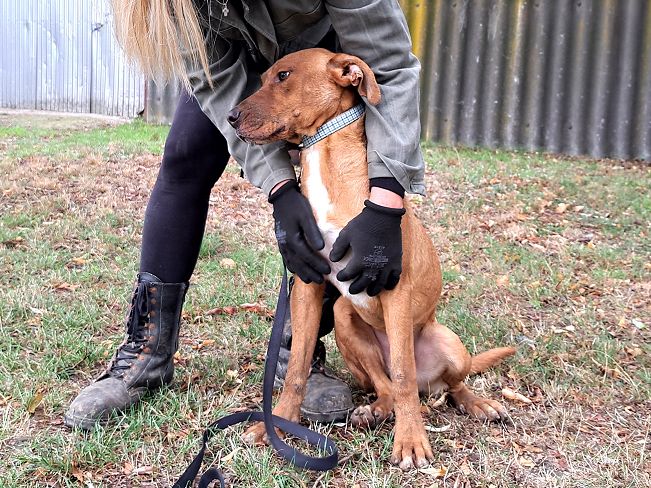 pfotenretterungarn Aron neu (7)