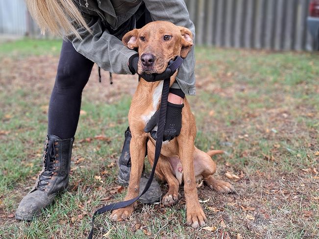 pfotenretterungarn Aron neu (8)