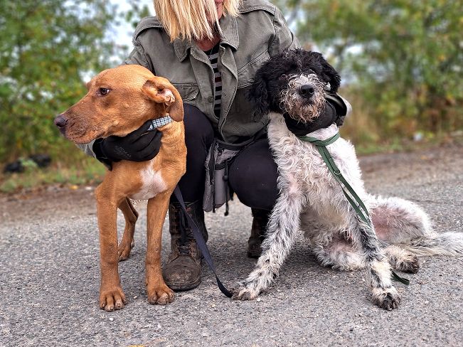 pfotenretterungarn Aron neu (9)