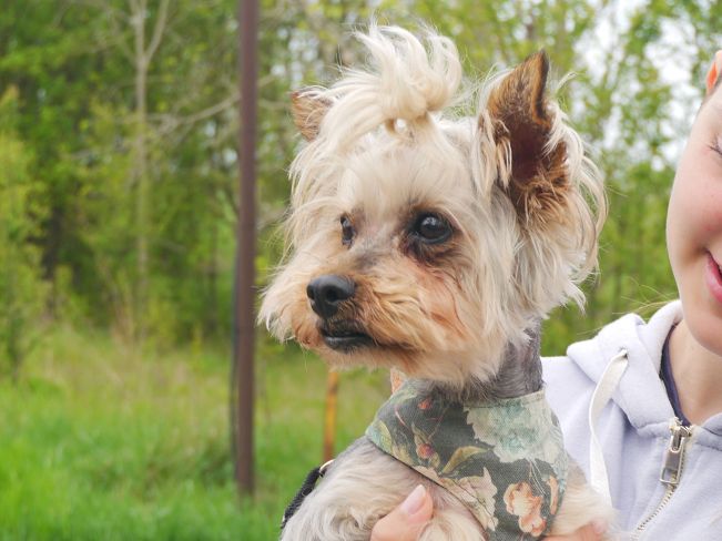 pfotenretterungarn Szofi (10)