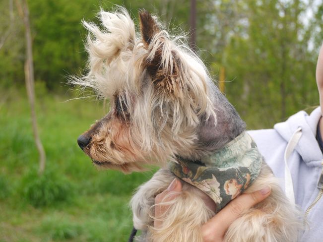 pfotenretterungarn Szofi (13)