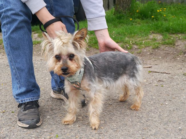 pfotenretterungarn Szofi (14)