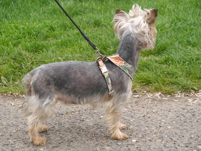 pfotenretterungarn Szofi (16)