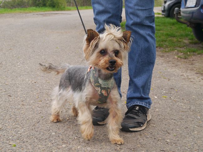 pfotenretterungarn Szofi (17)