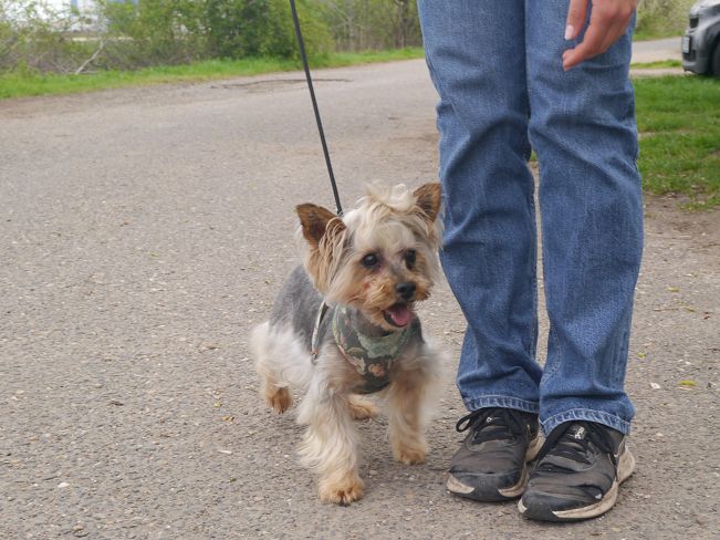 pfotenretterungarn Szofi (18)