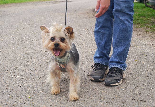 pfotenretterungarn Szofi (19)