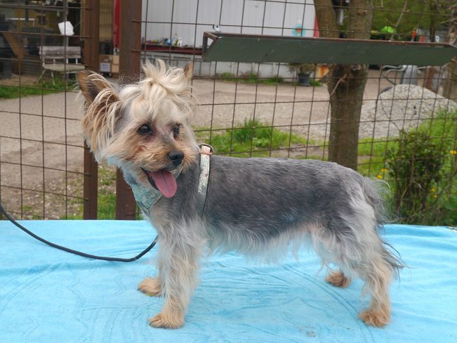 pfotenretterungarn Szofi (2)