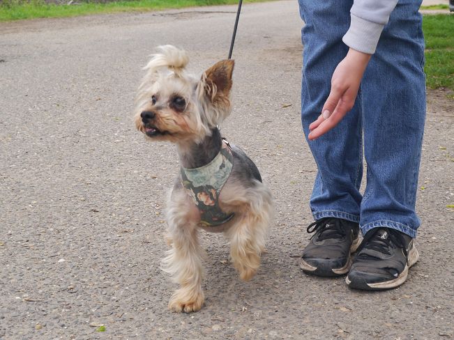 pfotenretterungarn Szofi (20)