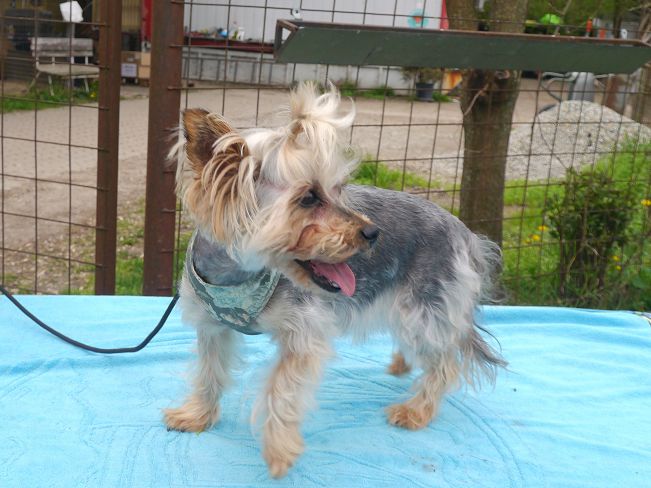 pfotenretterungarn Szofi (21)