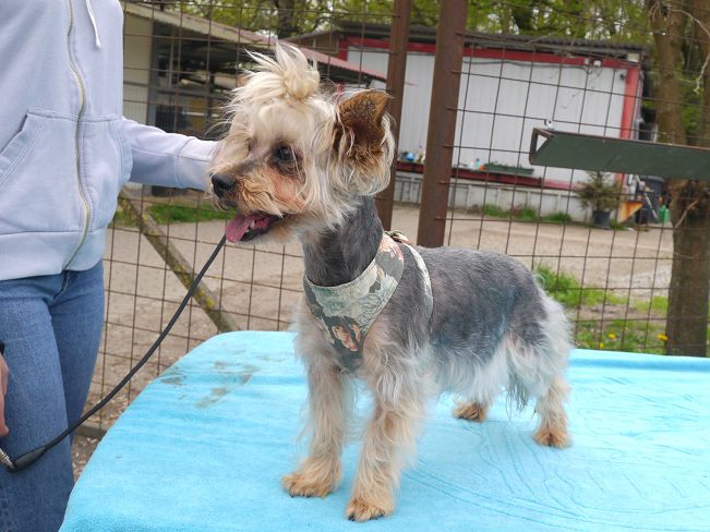 pfotenretterungarn Szofi (22)