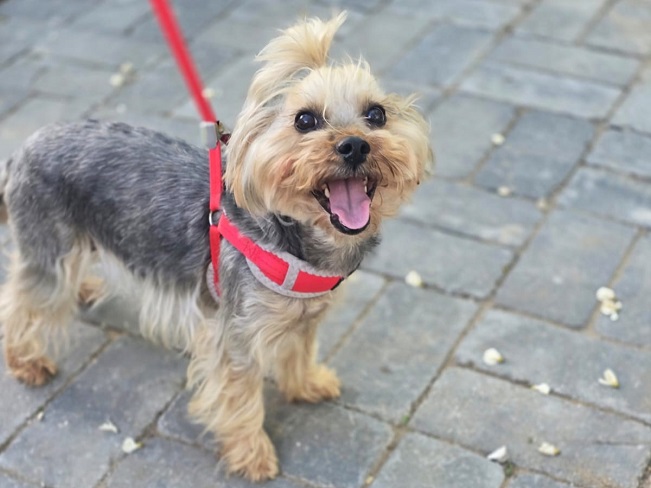 pfotenretterungarn Szofi (23)