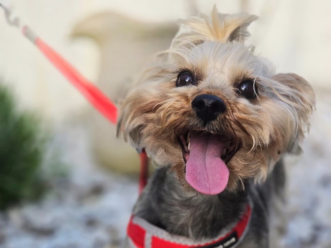 pfotenretterungarn Szofi (24)