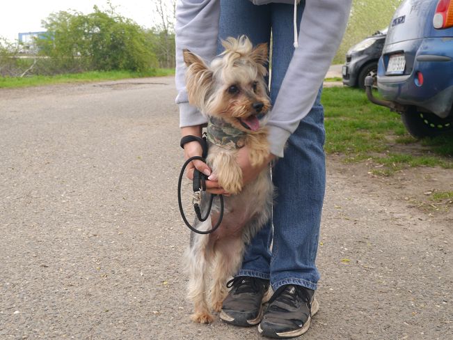 pfotenretterungarn Szofi (5)