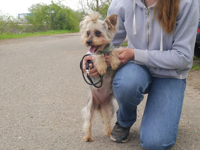 pfotenretterungarn Szofi (6)