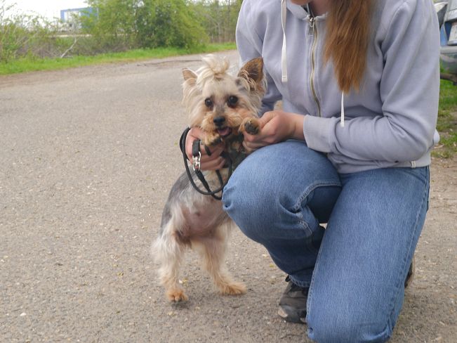 pfotenretterungarn Szofi (7)